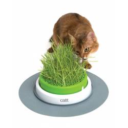 Specjalna miska do sadzenia trawy dla kota Catit Senses