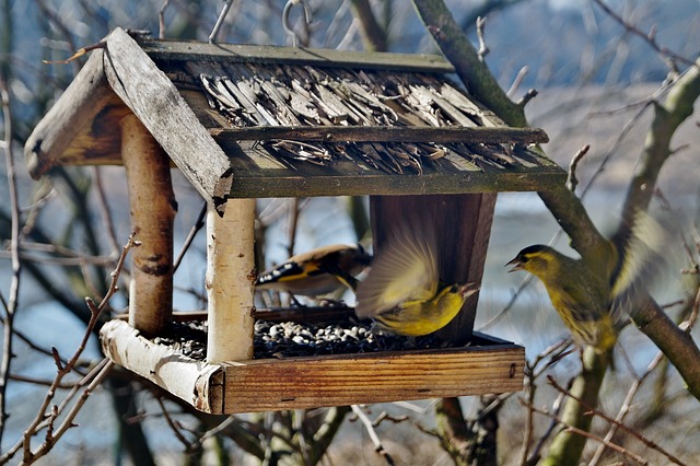 Karmnik dla ptaków - jak stworzyć i czym karmić dzikie ptaki?